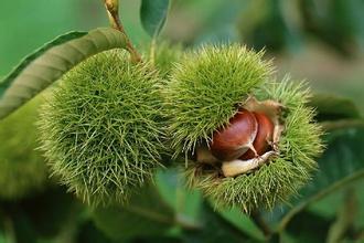 �S����̎��ʰҰ����