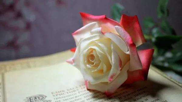 ٛ��õ�壬��������