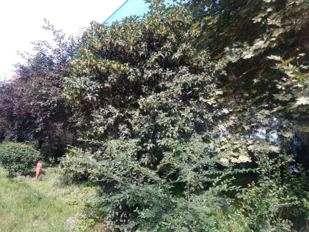 �@�^����⡡̎̎����