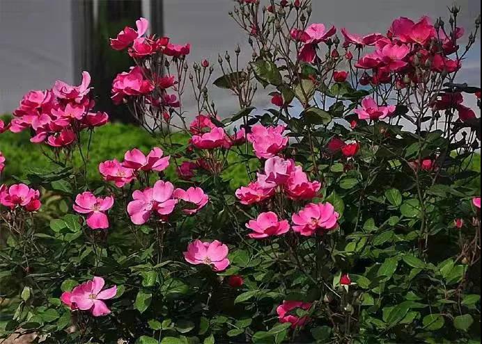 ���L����¼���