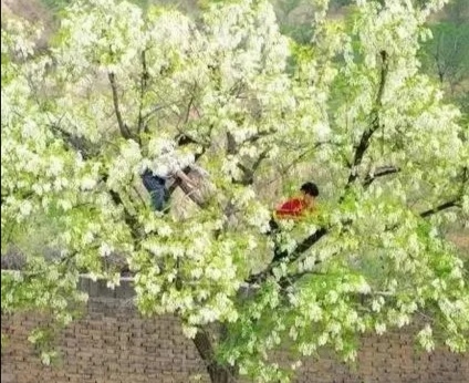 家鄉的槐花香 家鄉的槐花香