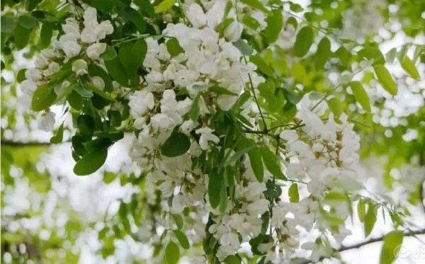 家鄉的槐花香 家鄉的槐花香