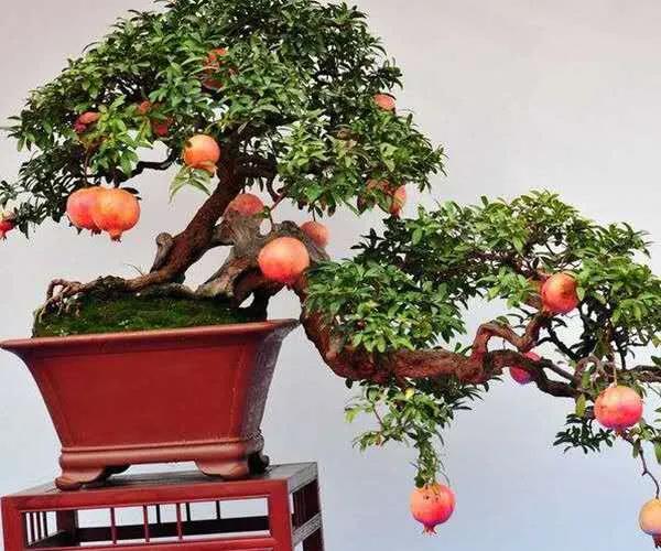 山水一盆景 入眼無聲詩 山水一盆景 入眼無聲詩