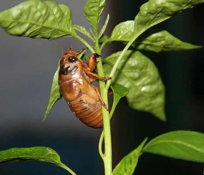 金蟬趣談 金蟬趣談