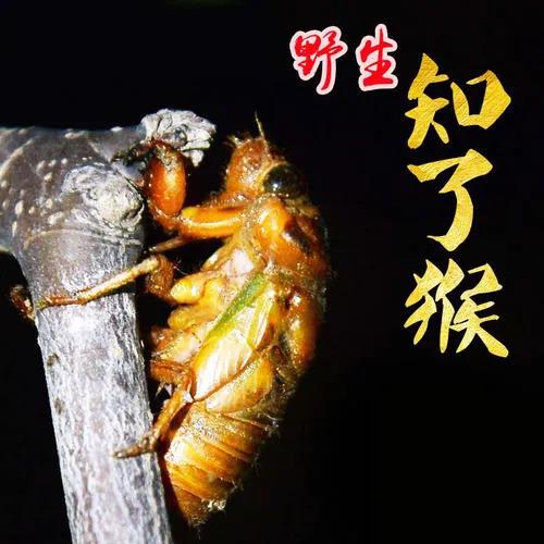 金蟬趣談 金蟬趣談