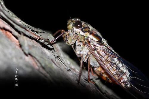 金蟬趣談 金蟬趣談